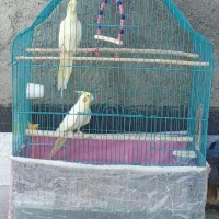 عروس هلندی