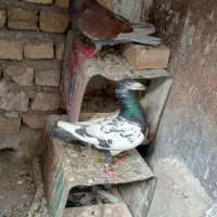 1عدد کفتر بزک نر 450