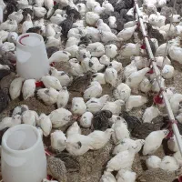 بلدرچین گوشتی|حیوانات مزرعه|اهواز, کمپلو شمالی|دیوار