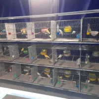 حدود ۶۰عدد قناری رنگ روشن مست پس بالا تنه دار|پرنده|قم, زند آباد|دیوار