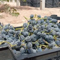 انگور سردشتی اصل.موجودی تا دو سه روز.پاییزی درجه1
