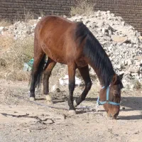 کره اسب یورقه مادیون