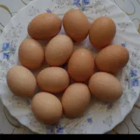 مرغ خانگی