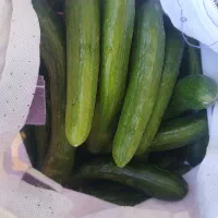 خیار خیارشوری