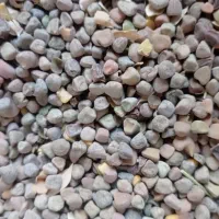 هلر درجه یک ارگانیک|عمده‌فروشی|آباده, |دیوار