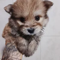 پامر خرسی دوماهه|سگ|تالش, هشتپر|دیوار