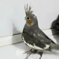 جوجه عروس هلندی ۸ماه تن نخورده|پرنده|تهران, بهارستان|دیوار