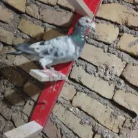 کبوتر|پرنده|بیرجند, |دیوار