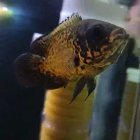 ماهی اسکار مسی|ماهی|فردیس, شهرک هفده شهریور|دیوار