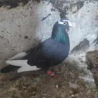 کفتر پرشی|پرنده|الوند, |دیوار