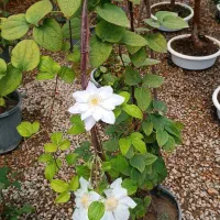 باغبانی حرفه ای -از مشاوره تا اجرای کامل|خدمات باغبانی و درختکاری|مشهد, سجاد شهر|دیوار