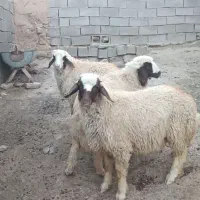 بره