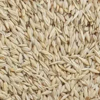 جو محلی درجه یک فروش عمده