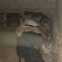 بزغاله|حیوانات مزرعه|چگنی, |دیوار