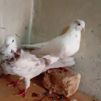 کبوتر