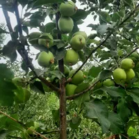 فروش ۱۰۰۰ متری|فروش دفتر صنعتی، کشاورزی، تجاری|زاینده رود, |دیوار