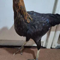 2مرغ محلی دورگ لاری جوان