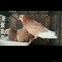 تعداد ۱۳ عدد کفتر شازدهما کله دم سبز