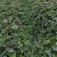 نهال توت فرنگی سابرینا