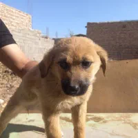 پنج عدد اشپیتز نر و ماده|سگ|کرمان, |دیوار