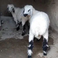 بره چاق