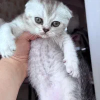 اسکاتیش سیلور‌ دختر