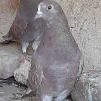 طوقی و تهرانی معاوضه (سهره )|پرنده|کرمانشاه, |دیوار