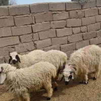 چهارتا بره نر چاق شاخی مناسب کشتن قربانی و پروار