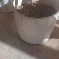 4عدد گلدان سرامیکی|گل و گیاه طبیعی|قم, ولیعصر|دیوار