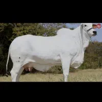 نگهبانی مجتمع دامپروری سبزوار