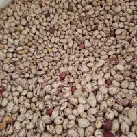 لوبیا چیتی خمین|خوردنی و آشامیدنی|قم, شهید صیاد شیرازی|دیوار