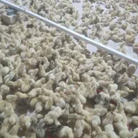 جوجه بلدرچین گوشتی و تخمگذار|پرنده|اصفهان, ارزنان|دیوار