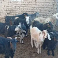 حیوانات مزرعه