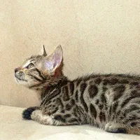 گربه بنگال نر و ماده