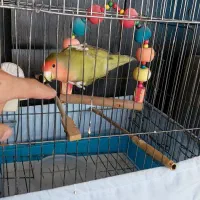 دوعدد طوطی برزیلی جفت سخنگو دستی