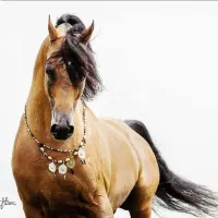 آموزش سوارکاری در نزدیکترین باشگاه به تبریز