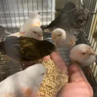 قناری|پرنده|سنندج, |دیوار