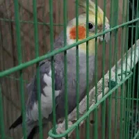 فروش یک عدد عروس هلندی نر|پرنده|خرمدره, |دیوار
