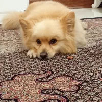 گمشده