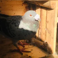 کبوتر پلاکی|پرنده|اهواز, کیانشهر|دیوار