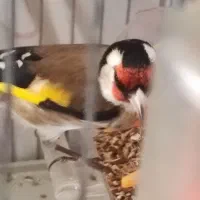 سهره نر|پرنده|مبارکه, |دیوار