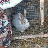 خرگوش  فروشی|موش و خرگوش|سنقر, |دیوار