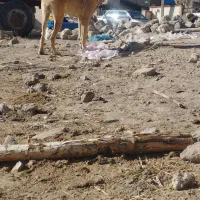 واگذاری ماده سرابی ۱۰ماهه