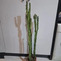 کاکتوس سایز بزرگ|گل و گیاه طبیعی|گرمدره, |دیوار