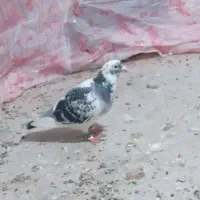 گفتر|حیوانات|مشهد, پورسینا|دیوار