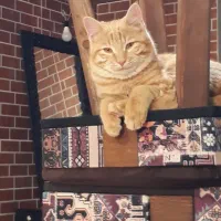 واگذاری گربه نارنجی