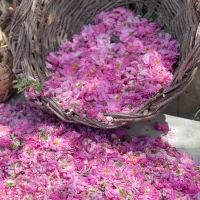 تور گلابگیری کاشان از رشت