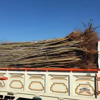 نهال کبوده درجه یک برای تولید چوب و فضای سبز