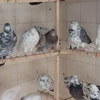 کبوتر.کفتر.شهرستانی (زوردار)|پرنده|کرمانشاه, |دیوار