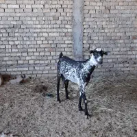 بز صلاله